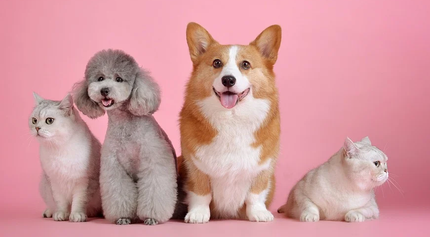 1598671623407498.png 加拿大宠物保险购买指南及保险公司推荐(索赔流程+优惠)- 2023年宠物险全攻略