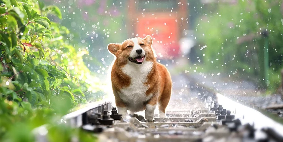 1598671693731511.png 加拿大宠物保险购买指南及保险公司推荐(索赔流程+优惠)- 2023年宠物险全攻略