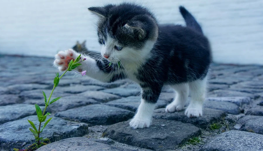 1598671798888904.png 加拿大宠物保险购买指南及保险公司推荐(索赔流程+优惠)- 2023年宠物险全攻略