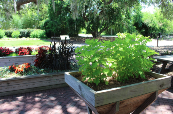 1624353349373173.png 最全加拿大种菜攻略(种菜时间表+种子+土壤+肥料+购买网站)-后院种菜指南! 2023最新