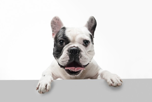 最全带宠物去加拿大攻略（手续+材料+费用+宠物入境规定与隔离+托运）2023最新