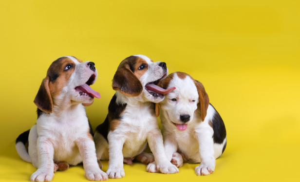 最全带宠物去加拿大攻略（手续+材料+费用+宠物入境规定与隔离+托运）2023最新