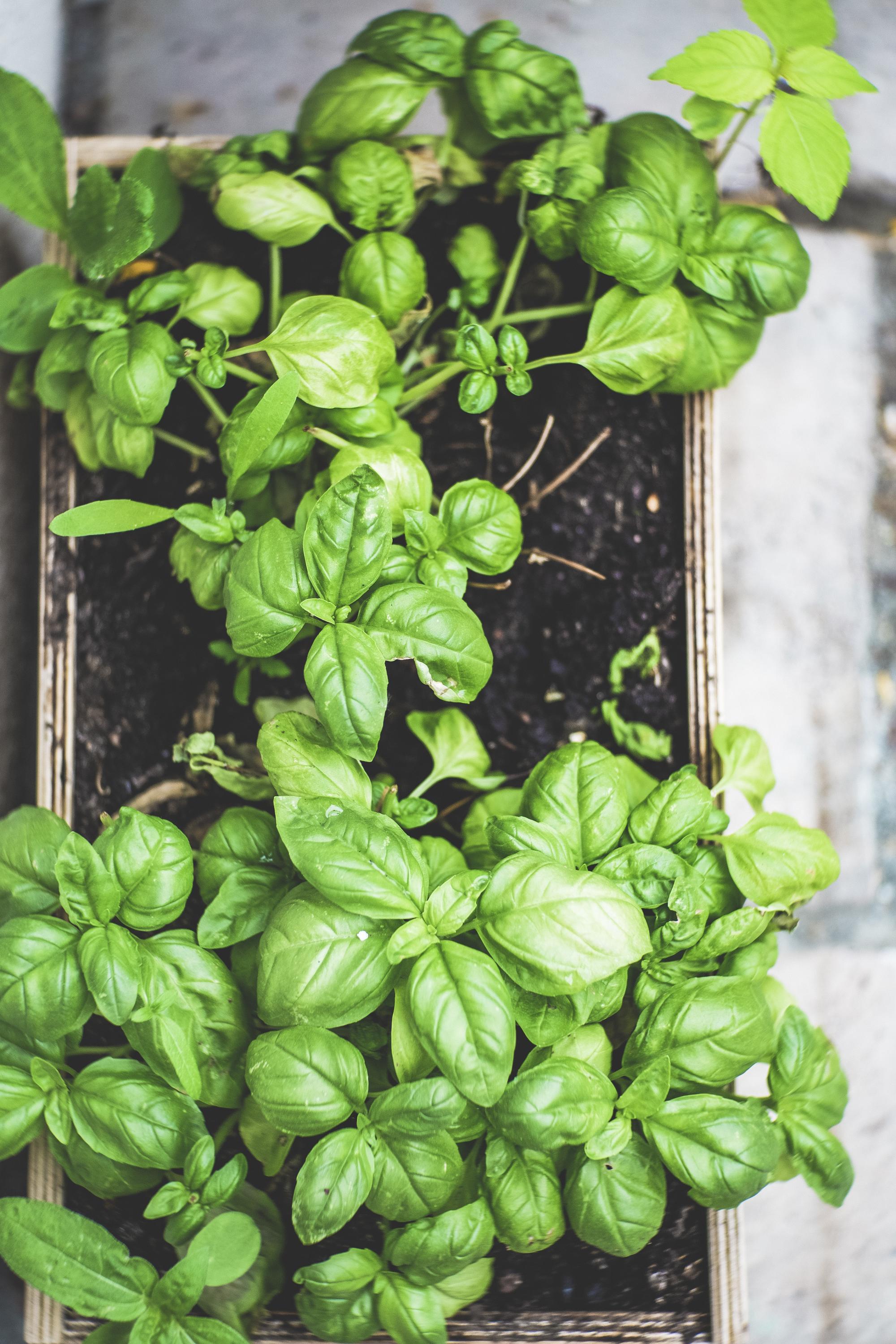 green plant on brown pot 最全加拿大种菜攻略(种菜时间表+种子+土壤+肥料+购买网站)-后院种菜指南!