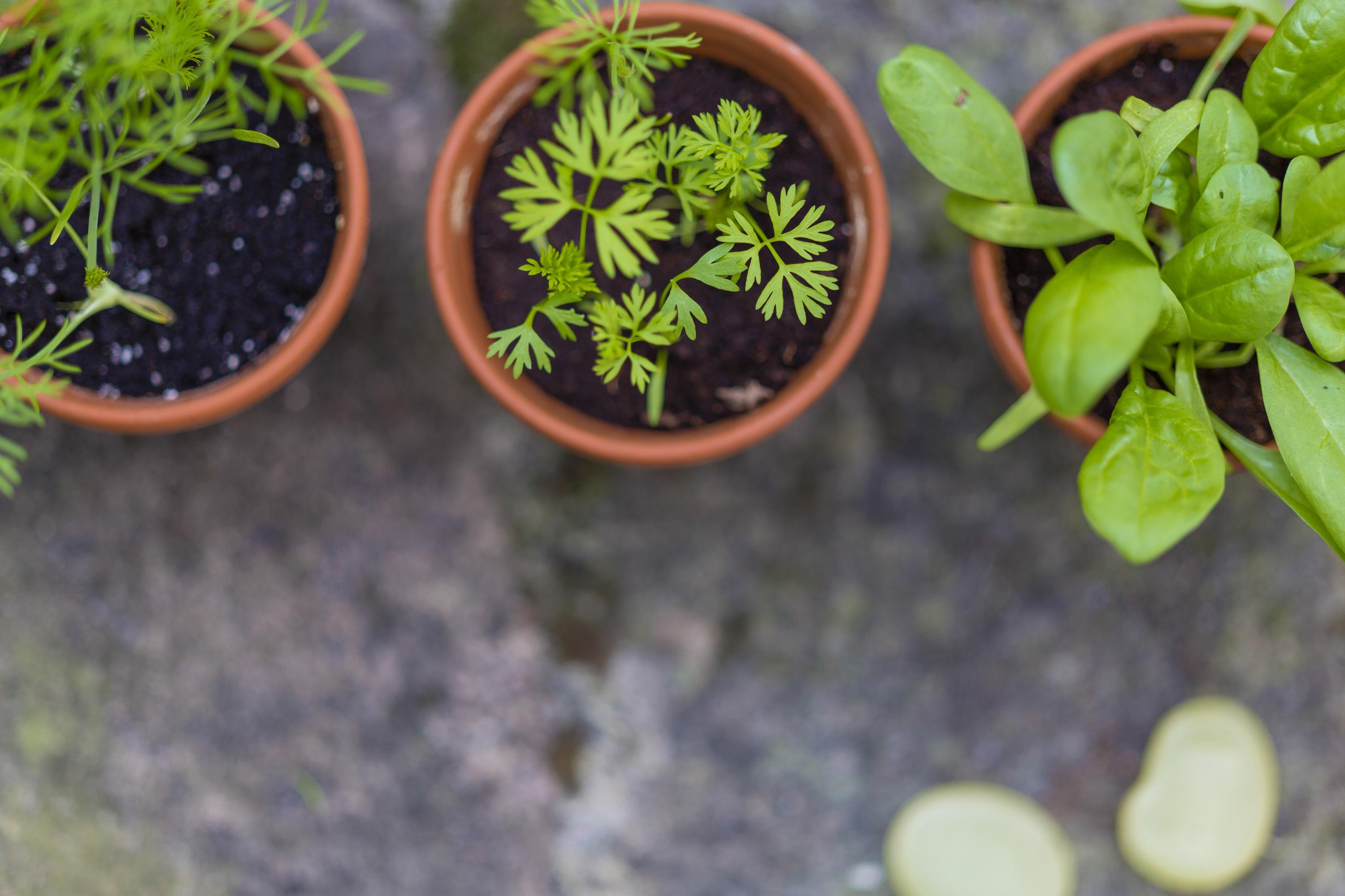 three green leaf potted vegetables 最全加拿大种菜攻略(种菜时间表+种子+土壤+肥料+购买网站)-后院种菜指南!