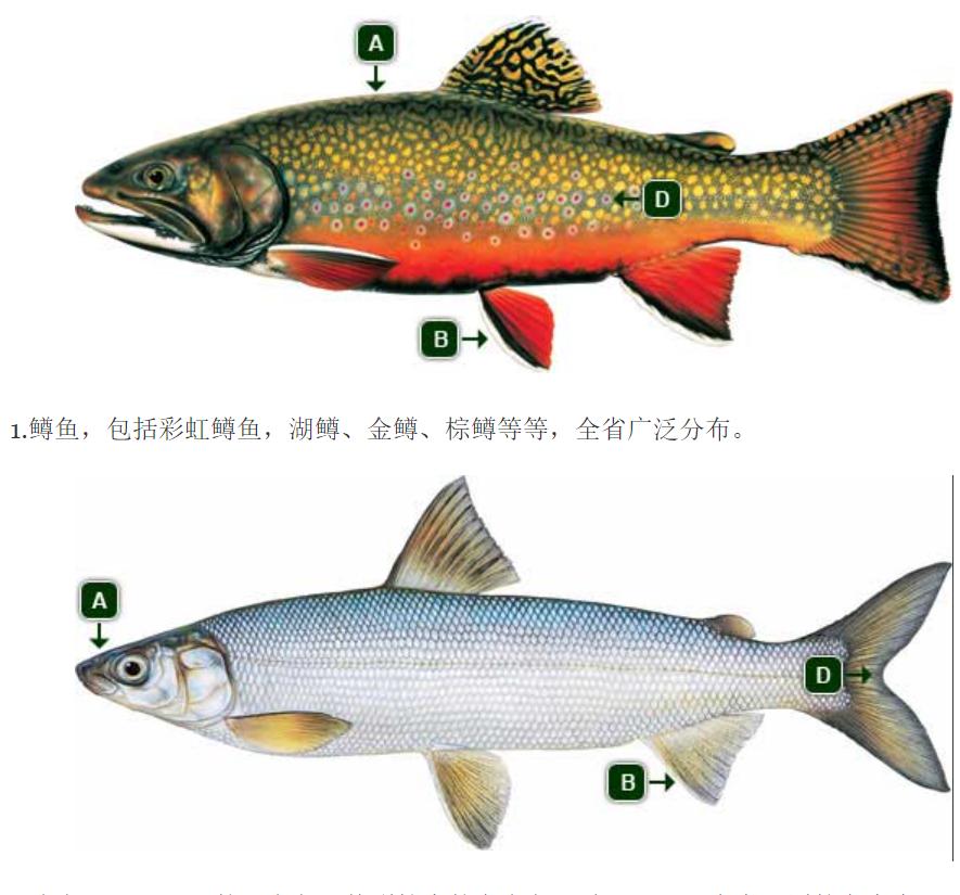 卡尔加里钓鱼指南